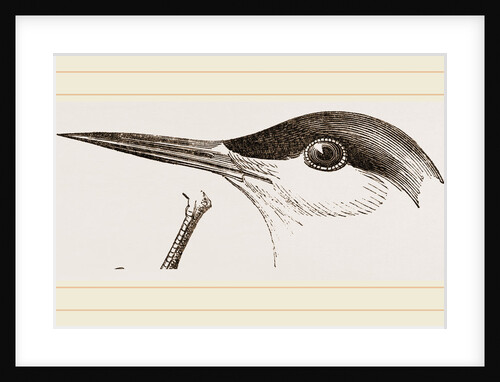 Head of Tern by Anonymous