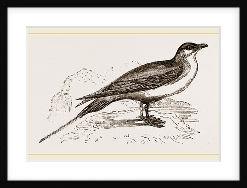 Artic Skna Gull by Anonymous