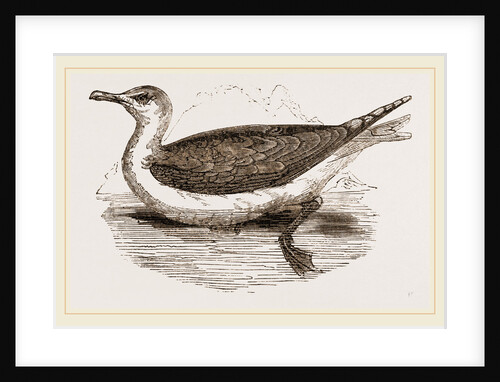 Great Black-backed Gull by Anonymous