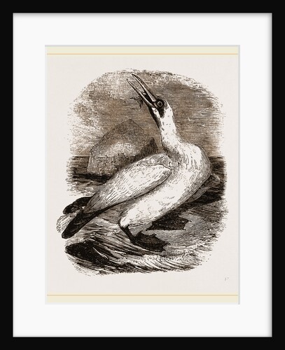 Gannet by Anonymous