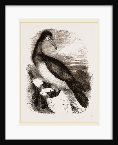 Booby or Brown Gannet by Anonymous