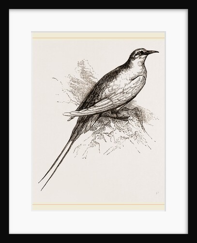 Tropic Bird by Anonymous