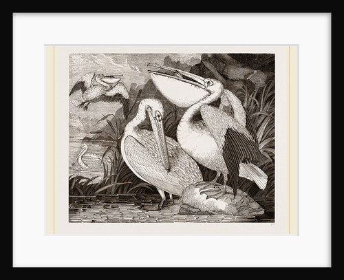 Pelicans by Anonymous