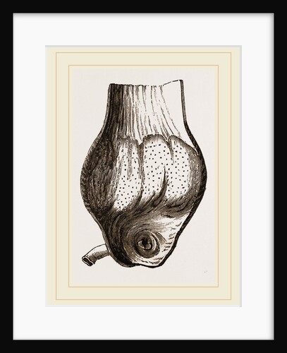 Gizzard of Gannet by Anonymous