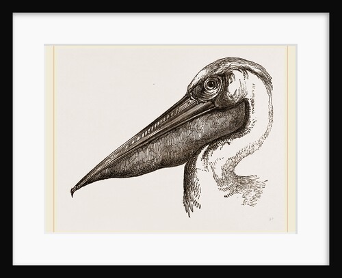 Head of Pelican by Anonymous