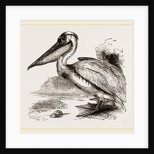 Pelican by Anonymous