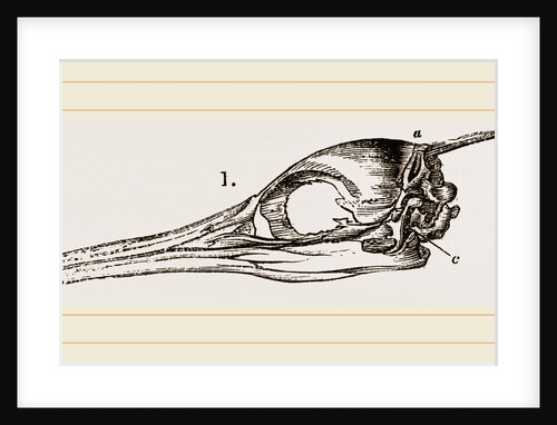 Skull and Head of Cormorant by Anonymous