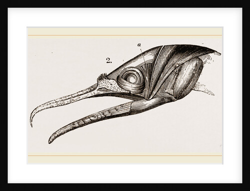 Skull and Head of Cormorant by Anonymous