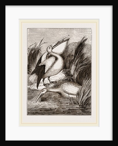 Pelicans by Anonymous