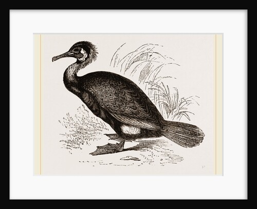 Cormorant by Anonymous