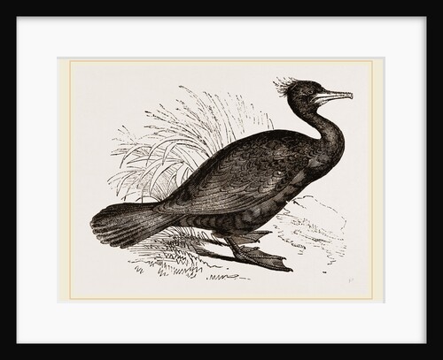 Crested Cormorant by Anonymous