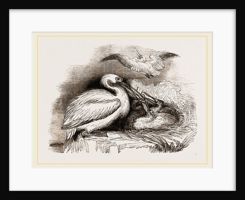 Pelican and Young by Anonymous
