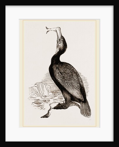 Crested Cormorant by Anonymous