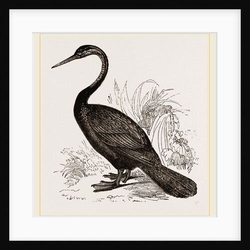 Le Valliant's Darter by Anonymous
