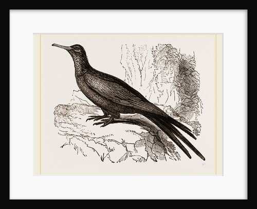 Frigate or Man-of-war Bird by Anonymous