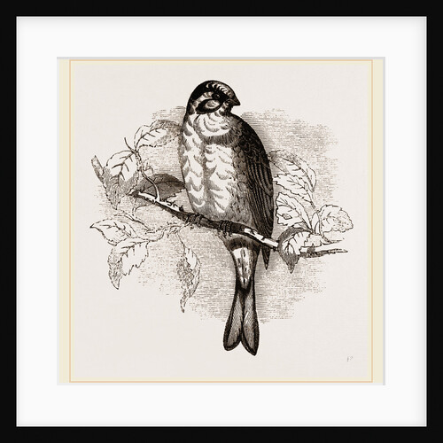 Yellow Bunting by Anonymous