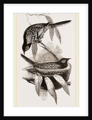 Warty-faced Honey-eaters and Nest by Anonymous