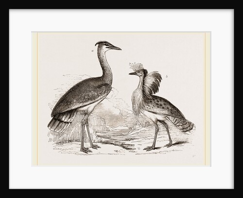 Kori Bustard and Houbara by Anonymous