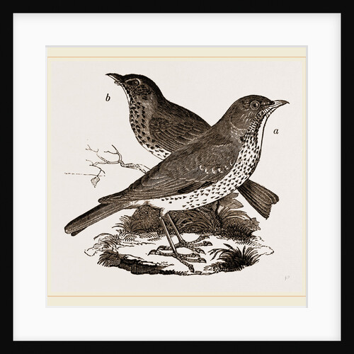Fieldfare and Song-Thrush by Anonymous