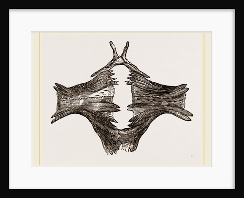 Sternum of River Tortoise by Anonymous
