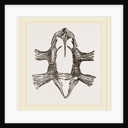Sternum of Loggerhead Turtle by Anonymous