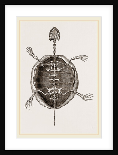 Skeleton of Marsh Tortoise by Anonymous
