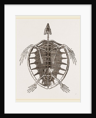 Skeleton of Loggerhead Turtle by Anonymous
