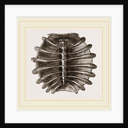 Carapace of River Tortoise by Anonymous