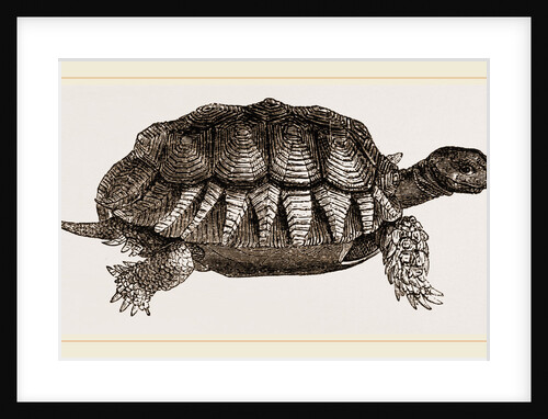 Furrowed Tortoise by Anonymous