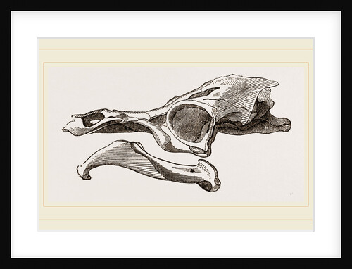 Skull of Matamata by Anonymous
