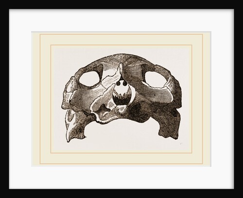 Skull of Indian Tortoise by Anonymous