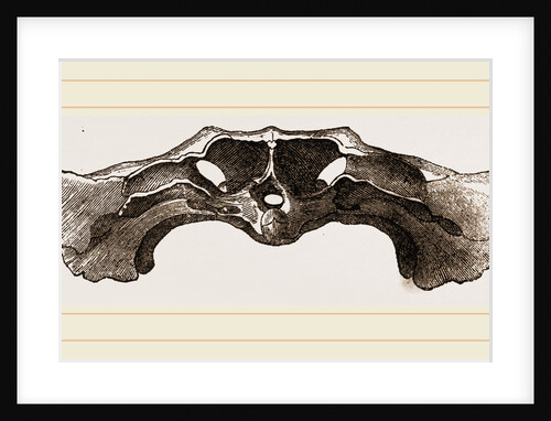 Skull of Matamata back view by Anonymous