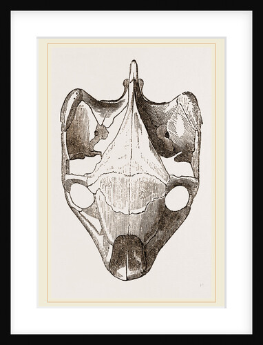 Skull of Indian Tortoise from above by Anonymous