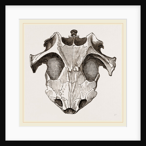 Skull of Matamata from above by Anonymous