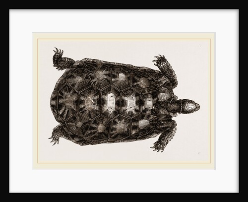 Arachnoid Pyxis from above by Anonymous