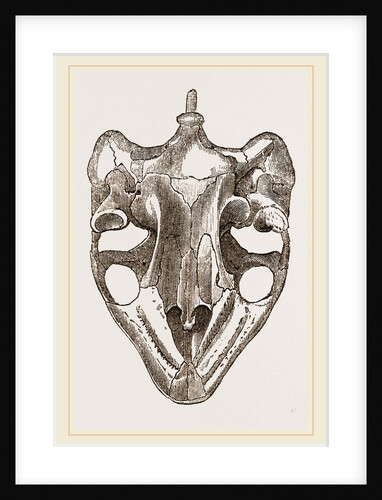 Skull of Indian Tortoise from below by Anonymous