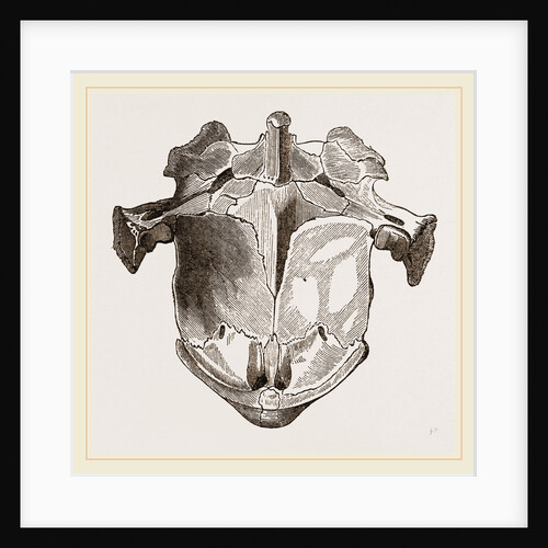 Skull of Matamata from below by Anonymous