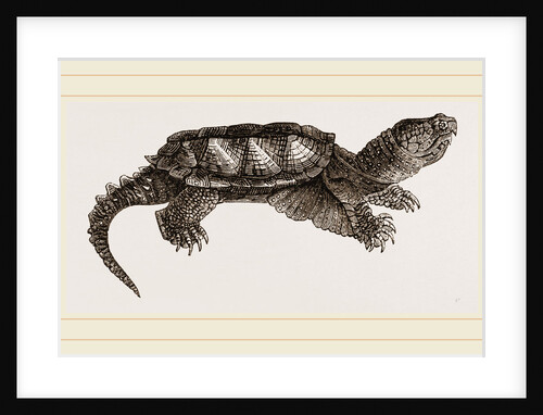 Alligator Tortolse by Anonymous