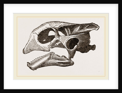 Skull of Indian Tortoise by Anonymous