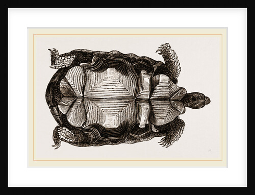 Arachnoid Pyxis from below by Anonymous