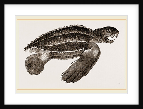 Leathery Turtle by Anonymous