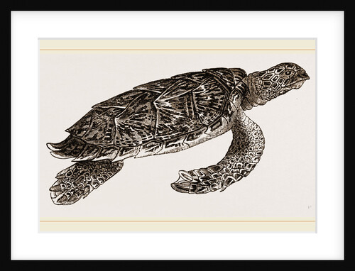 Hawk's bill Turtle by Anonymous