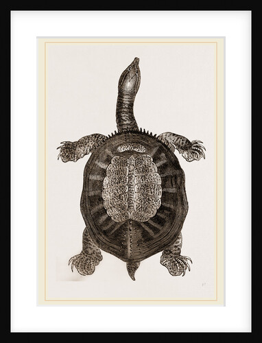 American River-Tortoise by Anonymous