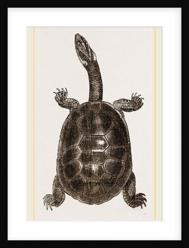 New Holland Chelodina by Anonymous