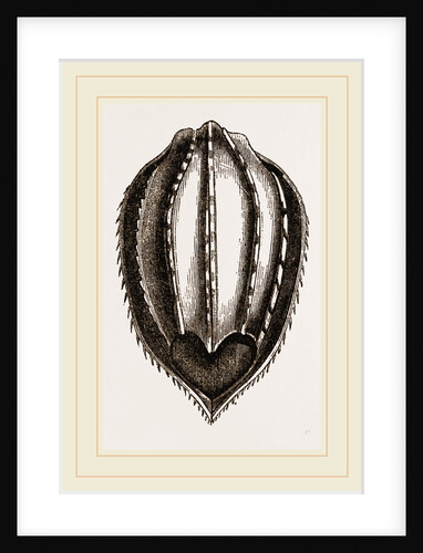 Plastron of Leathery Turtle by Anonymous