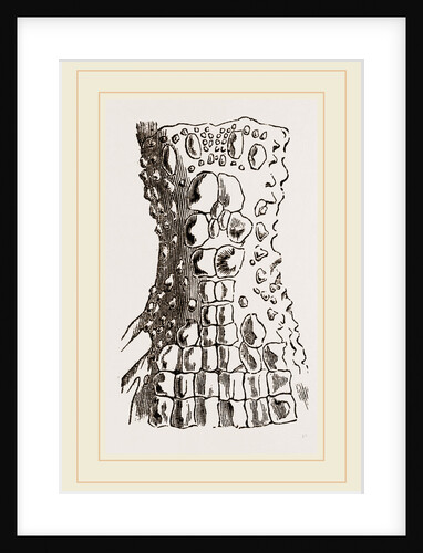 Cervical Plates of Spectacled Caiman by Anonymous