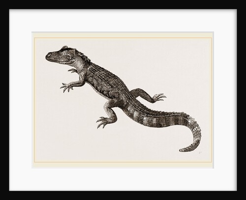 Pike-nosed Caiman or Alligator by Anonymous