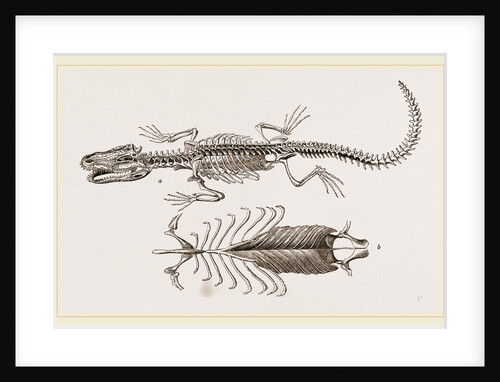 Skeleton and Sternum of Pike nosed Caiman or Alligator by Anonymous