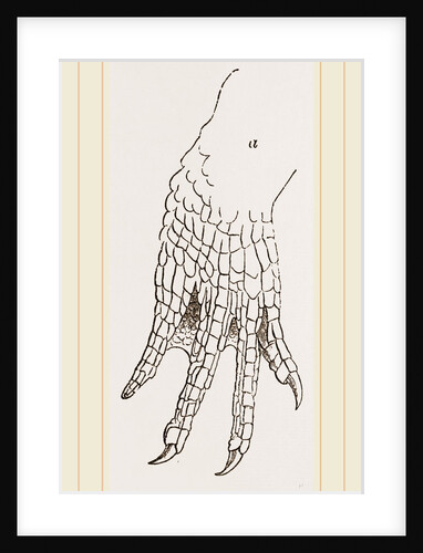 Hind-Leg of Caiman by Anonymous