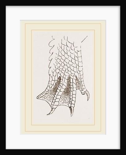 Hind-Leg of Crocodile by Anonymous